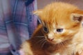 Image of cute red tabby kitten. Animals day, mammal, pets concept.