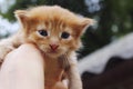 image of cute red tabby kitten. Animals day, mammal, pets concept.