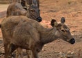 This is an image of cute sambar deer in india. Royalty Free Stock Photo