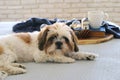 Image of cute shi tzu dog in the room. warm and cozy morning at home