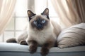 Image of cute siamese cat lying on sofa. Pet. animals. Illustration, Generative AI