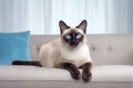 Image of cute siamese cat lying on sofa. Pet. animals. Illustration, Generative AI