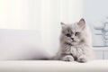 Image of cute silver lambkin cat lying on sofa. Pet. animals. Illustration, Generative AI