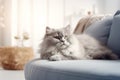 Image of cute silver lambkin cat lying on sofa. Pet. animals. Illustration, Generative AI