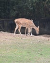 This is an image of cute spotted deer or chital deer in india. Royalty Free Stock Photo