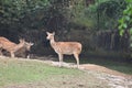 This is an image of cute spotted deer in india.