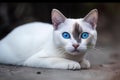 Image of cute white thai cat. Pet. Animals. Illustration, Generative AI