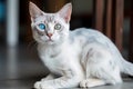 Image of cute white thai cat. Pet. Animals. Illustration, Generative AI