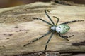 Image of Cyrtophora Moluccensis Spider& x28;Male& x29;