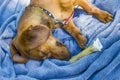 Image of a dachshund asleep on his blue blanket with his bone