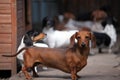 Image of dachshund dog nursery