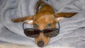 Image of a dachshund with glasses on his bed