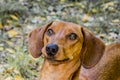 Image of a dachshund with a very funny look