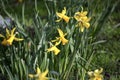 Dafodils in spring time