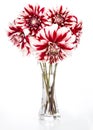 Image with dahlias. Royalty Free Stock Photo