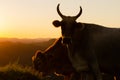 Image Dairy cattle at sunset Royalty Free Stock Photo