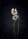 Image with daisies. Royalty Free Stock Photo