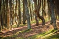 Dancing forest at Curonian spit in Kaliningrad region in Russia Royalty Free Stock Photo