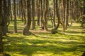Dancing forest at Curonian spit in Kaliningrad region in Russia