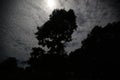 Image of dark night in Peruvian jungle. Rainforest evening. Shadows of jungle Royalty Free Stock Photo