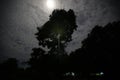 Image of dark night in Peruvian jungle. Rainforest evening. Shadows of jungle Royalty Free Stock Photo