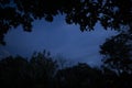 Image of dark night in Peruvian jungle. Rainforest evening. Shadows of jungle Royalty Free Stock Photo