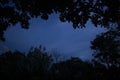 Image of dark night in Peruvian jungle. Rainforest evening. Shadows of jungle