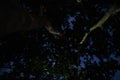 Image of dark night in Peruvian jungle. Rainforest evening. Shadows of jungle Royalty Free Stock Photo