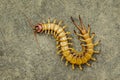 Image of dead centipedes or chilopoda on the ground. Animal. poisonous animals