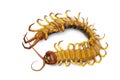 Image of dead centipedes or chilopoda on white background. Animal. poisonous animals