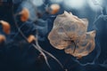 an image of a dead flower on a dark background