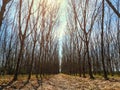 Dead tree with the blue sky, in nature landscape of winter meadow of Thailand. Royalty Free Stock Photo