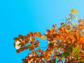 Dead tree with the blue sky, in nature landscape of winter meadow of Thailand. Royalty Free Stock Photo