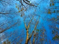 Dead tree with the blue sky, in nature landscape of winter meadow of Thailand. Royalty Free Stock Photo