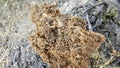 decomposition of wood dust the little red fire ants nest. Royalty Free Stock Photo