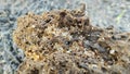 decomposition of wood dust the little red fire ants nest. Royalty Free Stock Photo