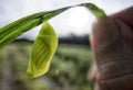 Deep Green transparent Butterfly Pupa Hanging blade of grass. Royalty Free Stock Photo