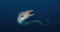 Deep sea eel in underwater environment Royalty Free Stock Photo