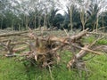 Deforestation of the rubber estate Royalty Free Stock Photo