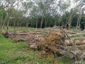 Deforestation of the rubber estate Royalty Free Stock Photo