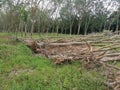 Deforestation of the rubber estate Royalty Free Stock Photo