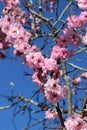 Beautiful bright pink blossoms of a cherry tree in early spring, NSW, Australia.