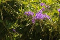 PURPLE DURANTA FLOWERS IN THE SUNLIGHT