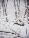 Dense Forest After Fresh Snow Fall Royalty Free Stock Photo