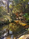 An image of a dense green bush vegetation reflecting in a calm dark water in the summer afternoon