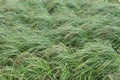 Image of a dense green grass with brown heads on a field bent under the gusts of the wind