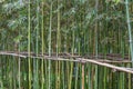 Image of a densely overgrown, glowing green bamboo forest