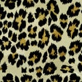 background texture of a cheetah feline wild animal fur