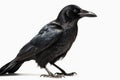 American Crow isolate on white background