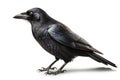 American Crow isolate on white background